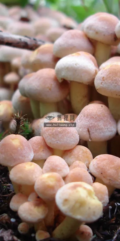 【2573】植物壁纸  2K 高清壁纸2560_1600@青蛙壁纸-笨猫小站