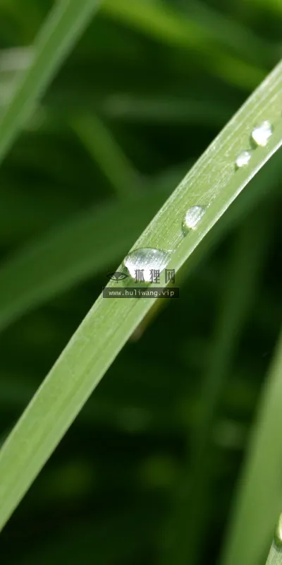 【2578】植物壁纸  2K 高清壁纸2560_1600@青蛙壁纸-笨猫小站