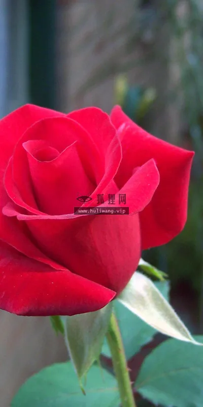 【2579】植物壁纸  2K 高清壁纸2560_1600@青蛙壁纸-笨猫小站
