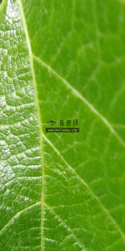 【2580】植物壁纸  2K 高清壁纸2560_1600@青蛙壁纸-笨猫小站