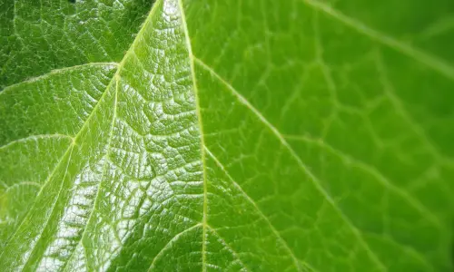 【2580】植物壁纸  2K 高清壁纸2560_1600@青蛙壁纸-笨猫小站