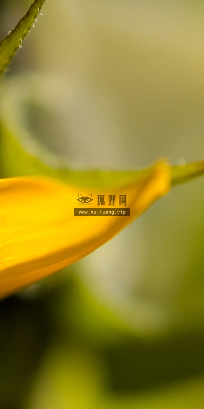 【2582】植物壁纸  2K 高清壁纸2560_1600@青蛙壁纸-笨猫小站
