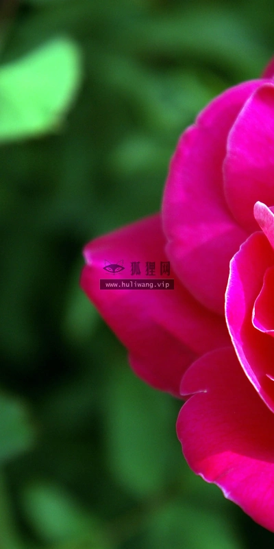 【2583】植物壁纸  2K 高清壁纸2560_1600@青蛙壁纸-笨猫小站