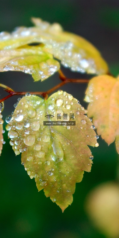 【2584】植物壁纸  2K 高清壁纸2560_1600@青蛙壁纸-笨猫小站