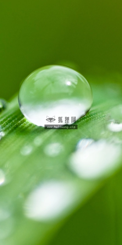 【2585】植物壁纸  2K 高清壁纸2560_1600@青蛙壁纸-笨猫小站