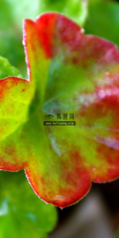 【2590】植物壁纸  2K 高清壁纸2560_1600@青蛙壁纸-笨猫小站