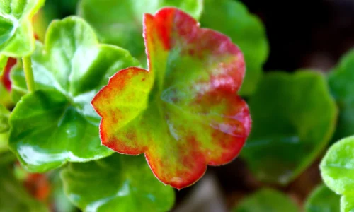 【2590】植物壁纸  2K 高清壁纸2560_1600@青蛙壁纸-笨猫小站