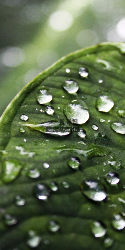 【2592】植物壁纸  2K 高清壁纸2560_1600@青蛙壁纸-笨猫小站