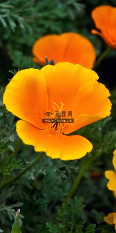 【2593】植物壁纸  2K 高清壁纸2560_1600@青蛙壁纸-笨猫小站