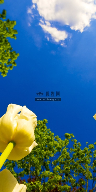 【2595】植物壁纸  2K 高清壁纸2560_1600@青蛙壁纸-笨猫小站