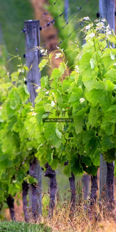 【2596】植物壁纸  2K 高清壁纸2560_1600@青蛙壁纸-笨猫小站