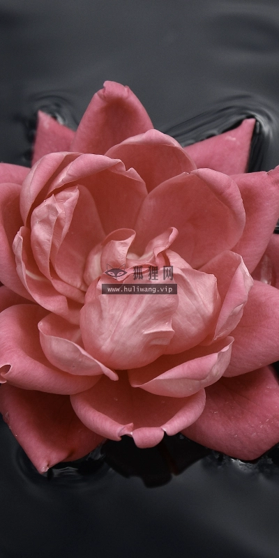 【2598】植物壁纸  2K 高清壁纸2560_1600@青蛙壁纸-笨猫小站