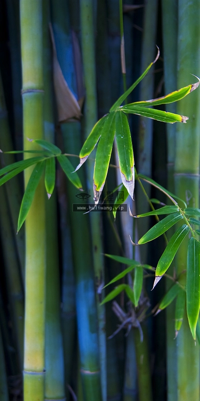 【2601】植物壁纸  2K 高清壁纸2560_1600@青蛙壁纸-笨猫小站