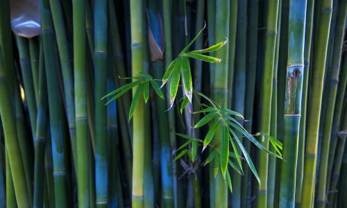 【2601】植物壁纸  2K 高清壁纸2560_1600@青蛙壁纸-笨猫小站