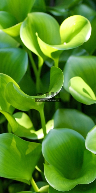 【2605】植物壁纸  2K 高清壁纸2560_1600@青蛙壁纸-笨猫小站