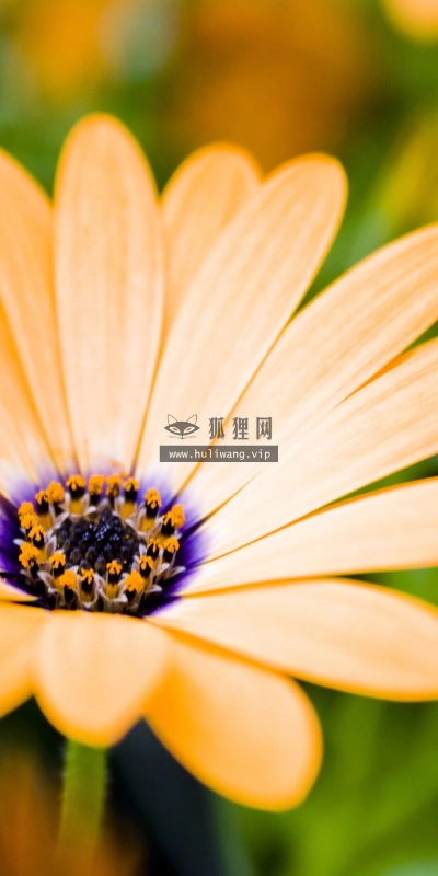 【2606】植物壁纸  2K 高清壁纸2560_1600@青蛙壁纸-笨猫小站