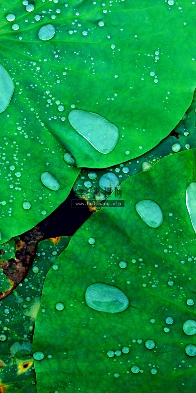 【2607】植物壁纸  2K 高清壁纸2560_1600@青蛙壁纸-笨猫小站