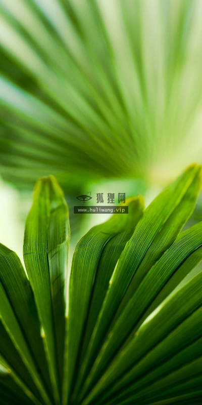 【2608】植物壁纸  2K 高清壁纸2560_1600@青蛙壁纸-笨猫小站