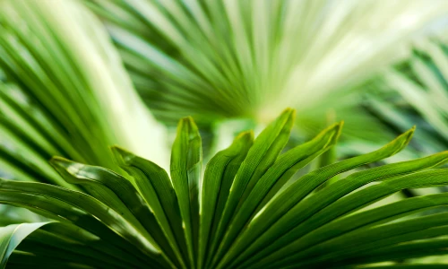 【2608】植物壁纸  2K 高清壁纸2560_1600@青蛙壁纸-笨猫小站