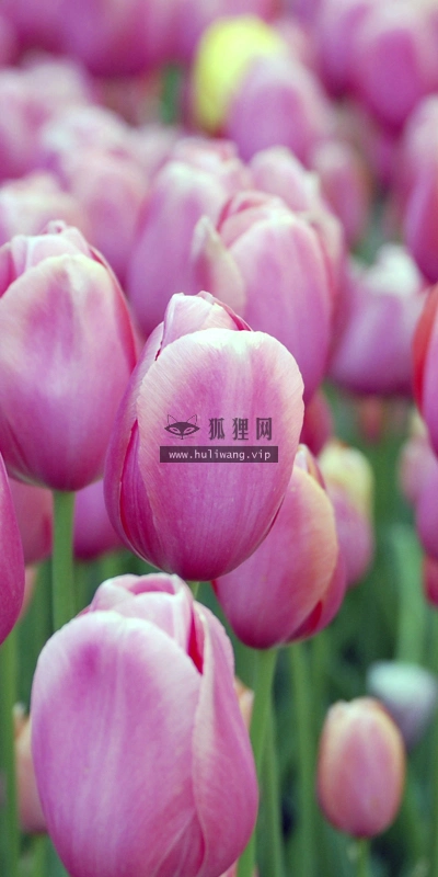 【2609】植物壁纸  2K 高清壁纸2560_1600@青蛙壁纸-笨猫小站