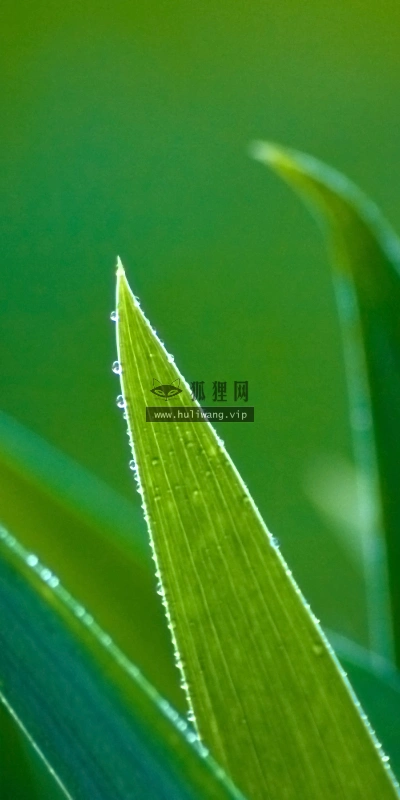 【2610】植物壁纸  2K 高清壁纸2560_1600@青蛙壁纸-笨猫小站