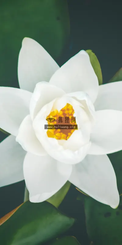 【2612】植物壁纸  4K 超清壁纸6000_4000@青蛙壁纸-笨猫小站