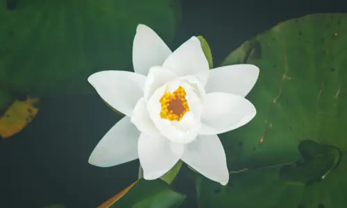 【2612】植物壁纸  4K 超清壁纸6000_4000@青蛙壁纸-笨猫小站