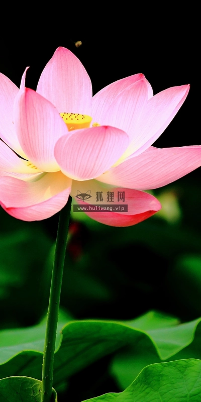 【2613】植物壁纸 2K 高清壁纸3440_1440@青蛙壁纸-笨猫小站