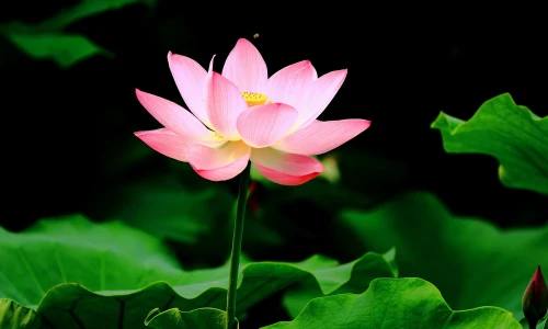 【2613】植物壁纸  2K 高清壁纸3440_1440@青蛙壁纸-笨猫小站