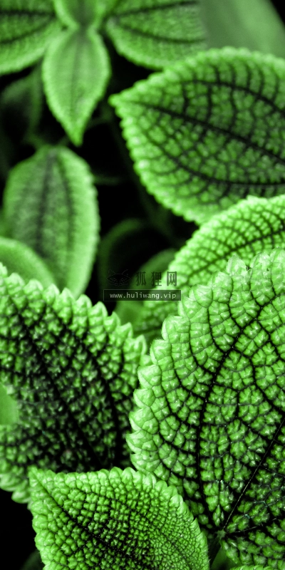 【2623】植物壁纸  2K 高清壁纸2560_1600@青蛙壁纸-笨猫小站
