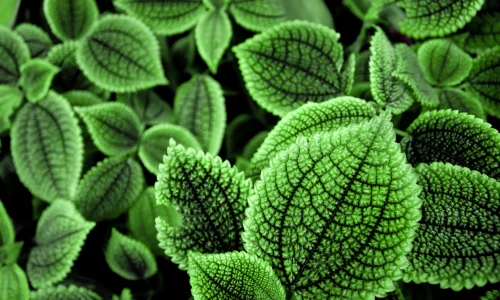 【2623】植物壁纸  2K 高清壁纸2560_1600@青蛙壁纸-笨猫小站