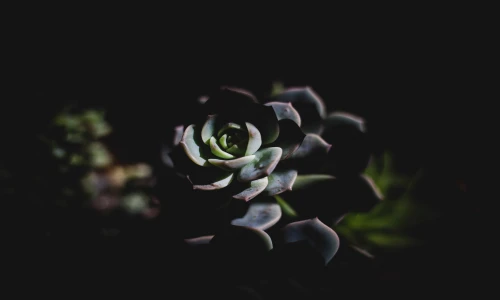 【2625】植物壁纸  2K 高清壁纸2560_1600@青蛙壁纸-笨猫小站