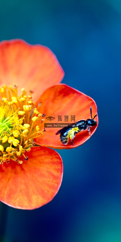 【2626】植物壁纸  2K 高清壁纸2560_1600@青蛙壁纸-笨猫小站