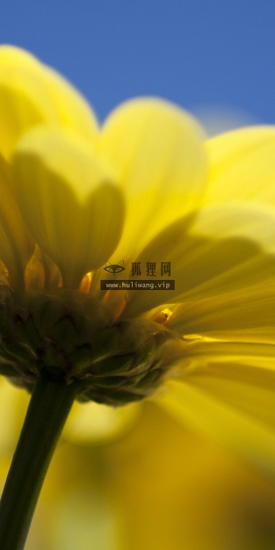 【2628】植物壁纸  2K 高清壁纸2560_1600@青蛙壁纸-笨猫小站