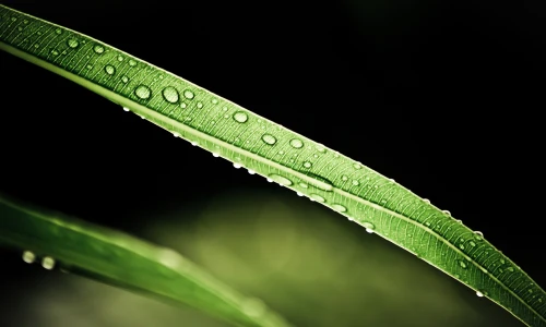 【2629】植物壁纸  2K 高清壁纸2560_1600@青蛙壁纸-笨猫小站