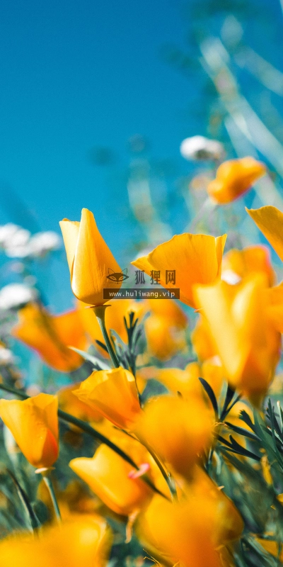 【2630】植物壁纸  2K 高清壁纸2560_1600@青蛙壁纸-笨猫小站