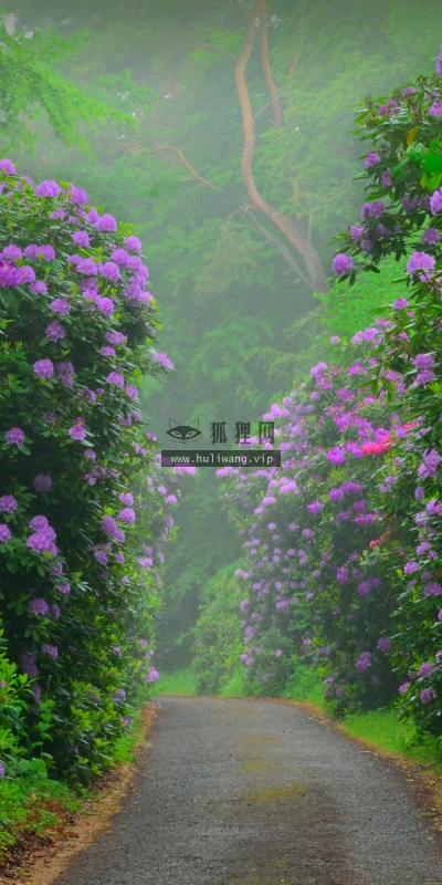【2631】植物壁纸  8K 超清壁纸7680_4320@青蛙壁纸-笨猫小站