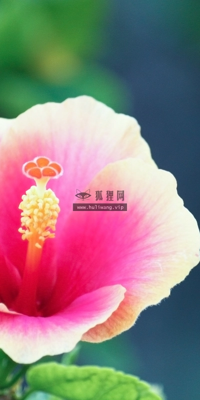 【2633】植物壁纸  2K 高清壁纸2560_1600@青蛙壁纸-笨猫小站
