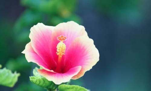 【2633】植物壁纸  2K 高清壁纸2560_1600@青蛙壁纸-笨猫小站