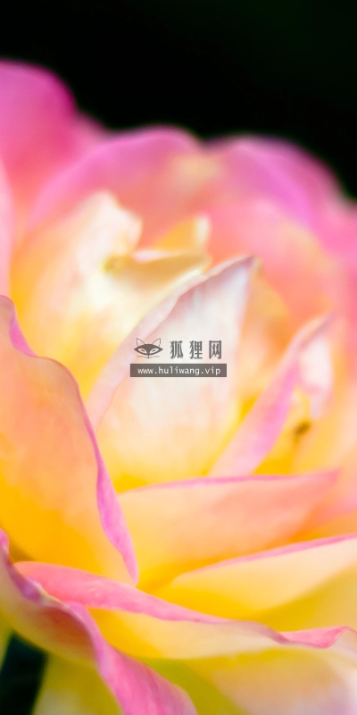 【2635】植物壁纸  2K 高清壁纸2560_1600@青蛙壁纸-笨猫小站