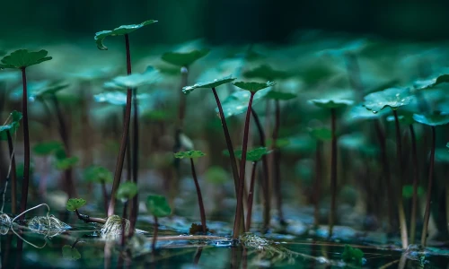 【2636】植物壁纸  2K 高清壁纸2560_1600@青蛙壁纸-笨猫小站