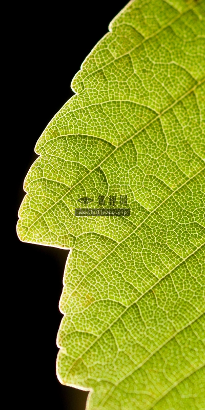 【2638】植物壁纸  4K 超清壁纸3840_2400@青蛙壁纸-笨猫小站