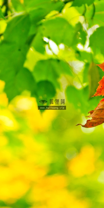 【2640】植物壁纸  2K 高清壁纸2560_1600@青蛙壁纸-笨猫小站