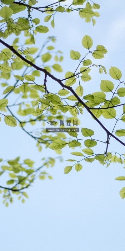 【2647】植物壁纸  2K 高清壁纸2560_1600@青蛙壁纸-笨猫小站