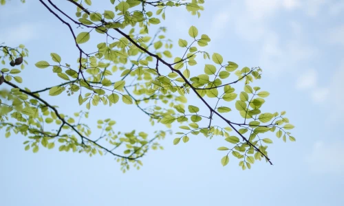 【2647】植物壁纸  2K 高清壁纸2560_1600@青蛙壁纸-笨猫小站