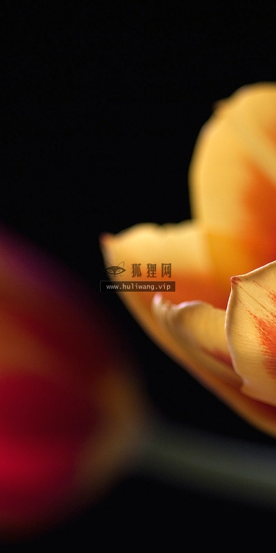 【2649】植物壁纸  2K 高清壁纸2560_1600@青蛙壁纸-笨猫小站