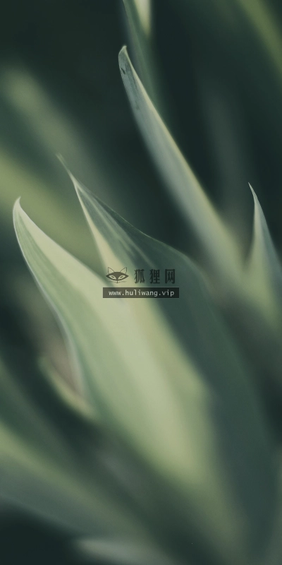 【2651】植物壁纸  2K 高清壁纸2560_1600@青蛙壁纸-笨猫小站