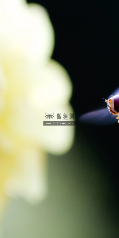 【2653】植物壁纸  2K 高清壁纸2560_1600@青蛙壁纸-笨猫小站