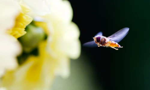 【2653】植物壁纸  2K 高清壁纸2560_1600@青蛙壁纸-笨猫小站