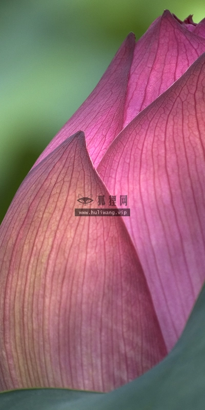 【2654】植物壁纸  2K 高清壁纸2560_1600@青蛙壁纸-笨猫小站